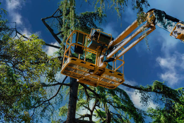 Best Tree Maintenance Programs  in Pico Rivera, CA